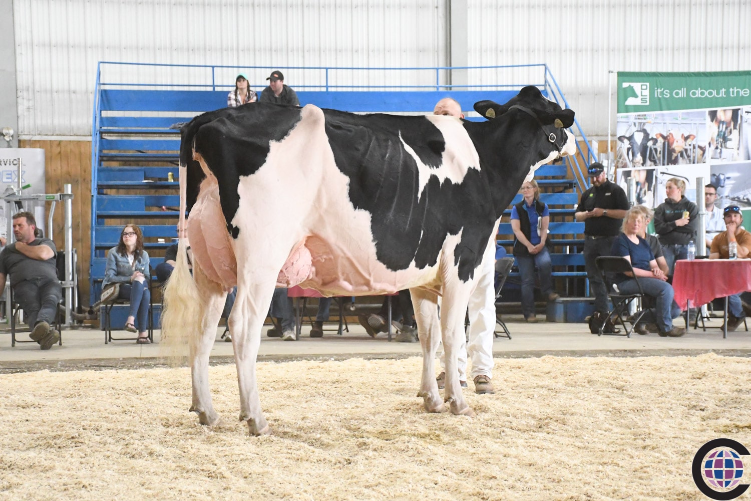 Shows Alberta Holstein Association